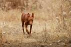 Cirneco Photo